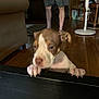 Duchess joined the competition — help win amazing prizes! puppy, dog, pet, indoor, wooden_floor, person, legs, fan, furniture, brown_and_white, paws, claws, blurred, home, living_room, black_surface, curtains, couch, floor_rug, casual