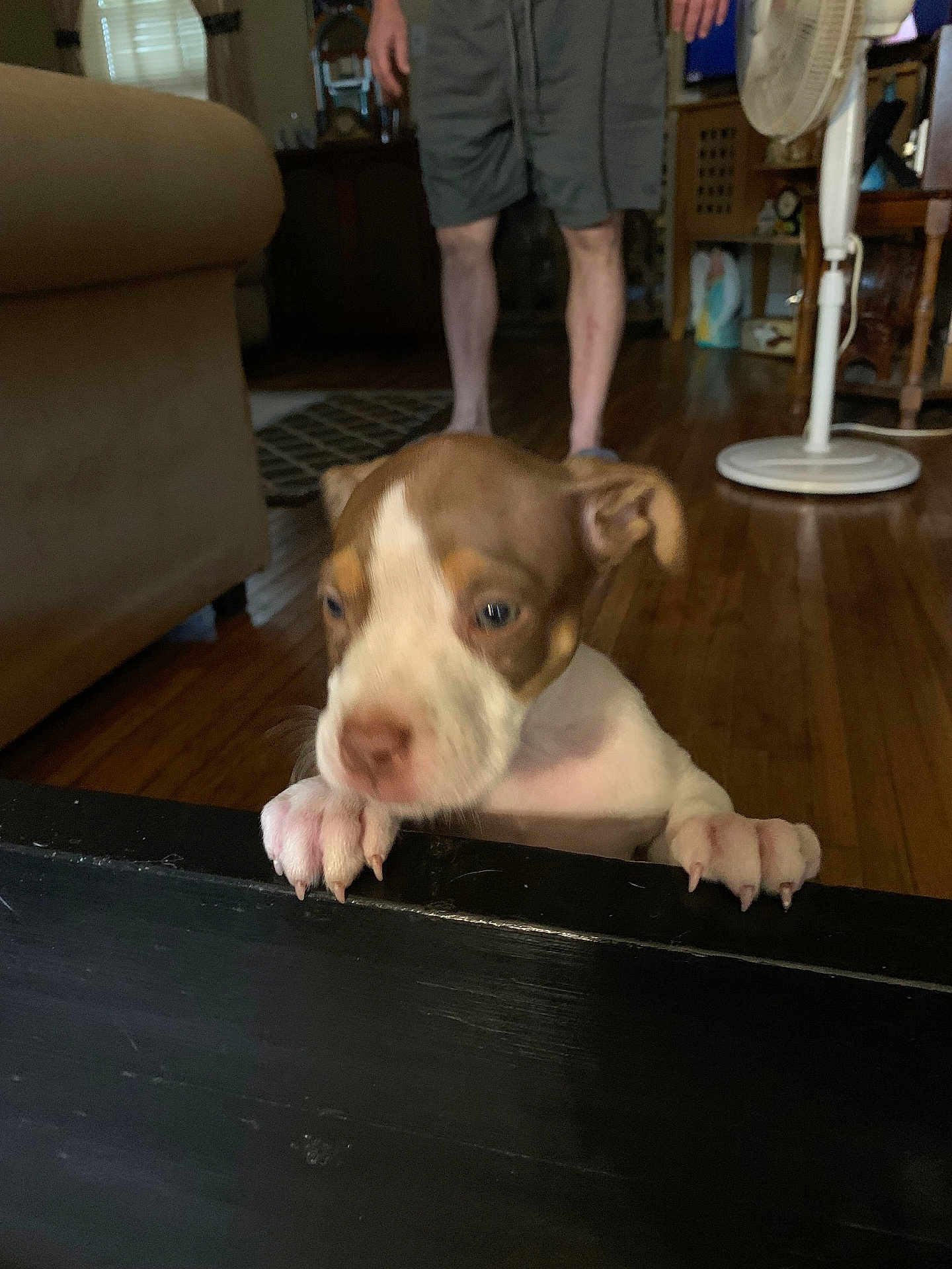 Duchess