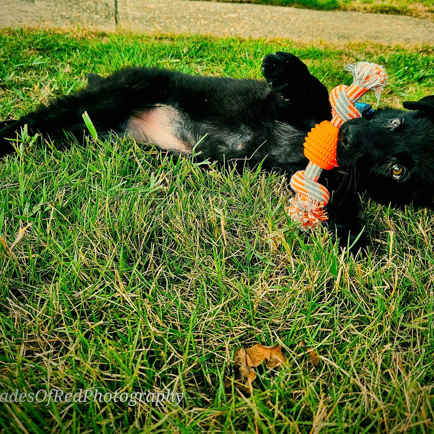 Nisha joined the competition — help win amazing prizes! animal, bear, canine, cat, countryside, dog, field, grass, grassland, hound, labradorretriever, lawn, livestock, nature, outdoors, pet, plant, puppy, sheep, straw