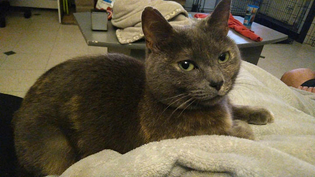 Lili