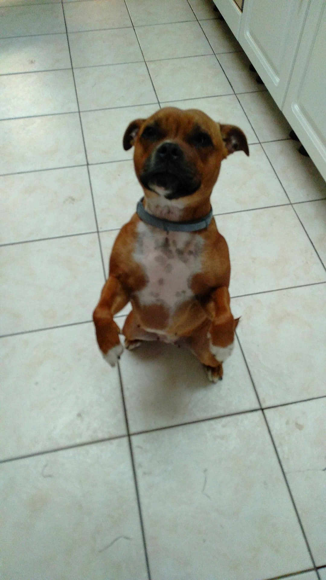 Poppie