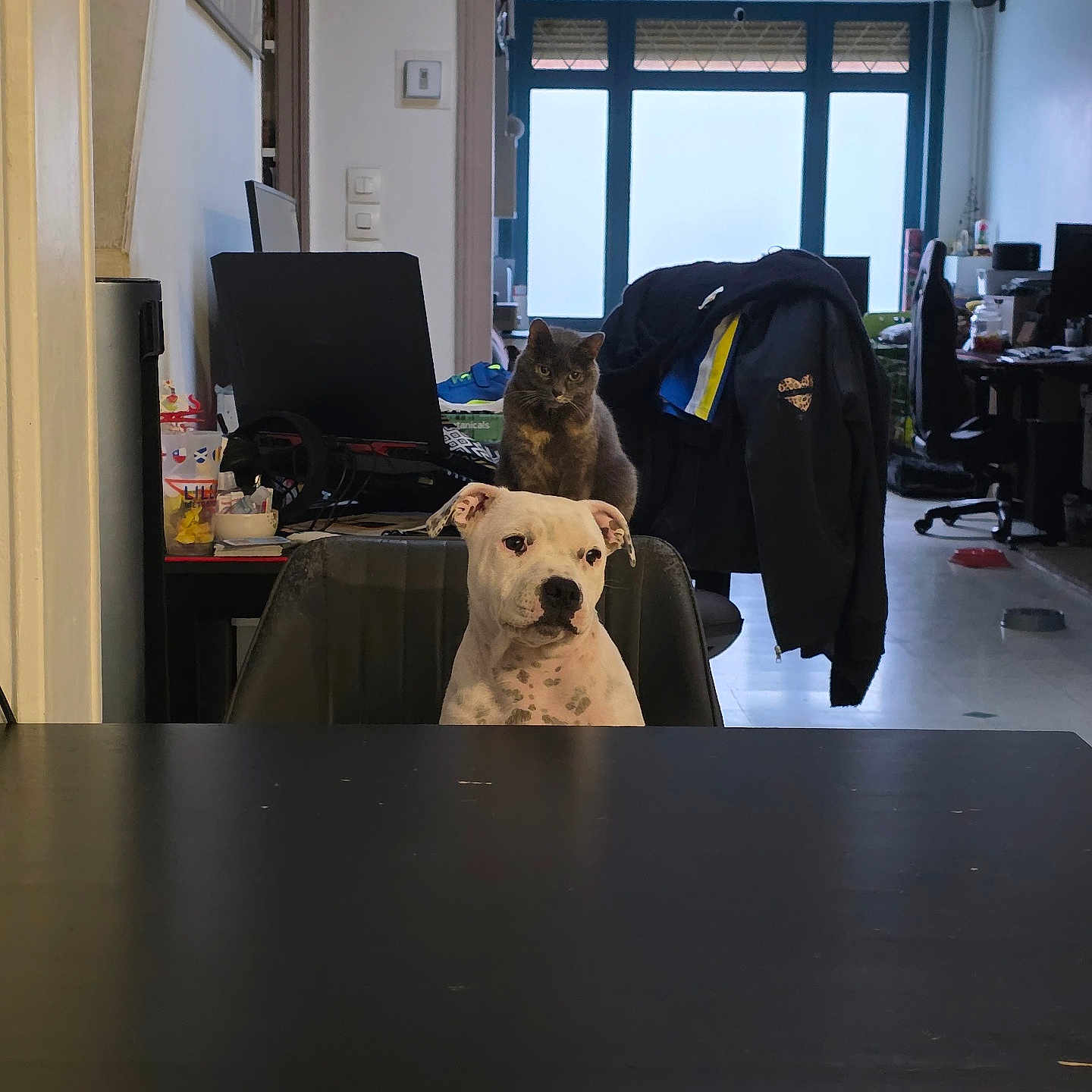 Anos a rejoint le concours — aidez-le/la à gagner de superbes lots ! animal, black_spots, cat, chair, computer, curious, dog, domestic, floor, furniture, gray_cat, household_items, indoor, jacket, pet, room, sitting, table, white_dog, window