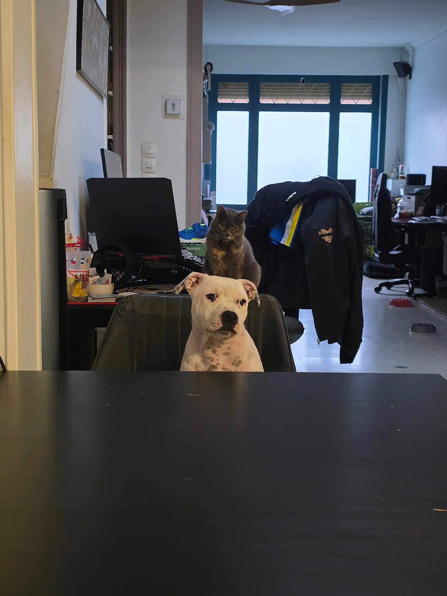 Anos a rejoint le concours — aidez-le/la à gagner de superbes lots ! dog, cat, chair, table, indoor, computer, jacket, window, floor, pet, domestic, furniture, animal, black_spots, gray_cat, white_dog, room, curious, sitting, household_items