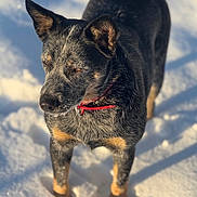 Nala joined the competition — help win amazing prizes! alert, animal, background, canine, closeup, cold, collar, daytime, dog, fur, mammal, nature, outdoor, pet, portrait, shadow, snow, standing, sunlight, winter
