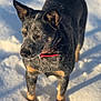 alert, animal, background, canine, closeup, cold, collar, daytime, dog, fur, mammal, nature, outdoor, pet, portrait, shadow, snow, standing, sunlight, winter