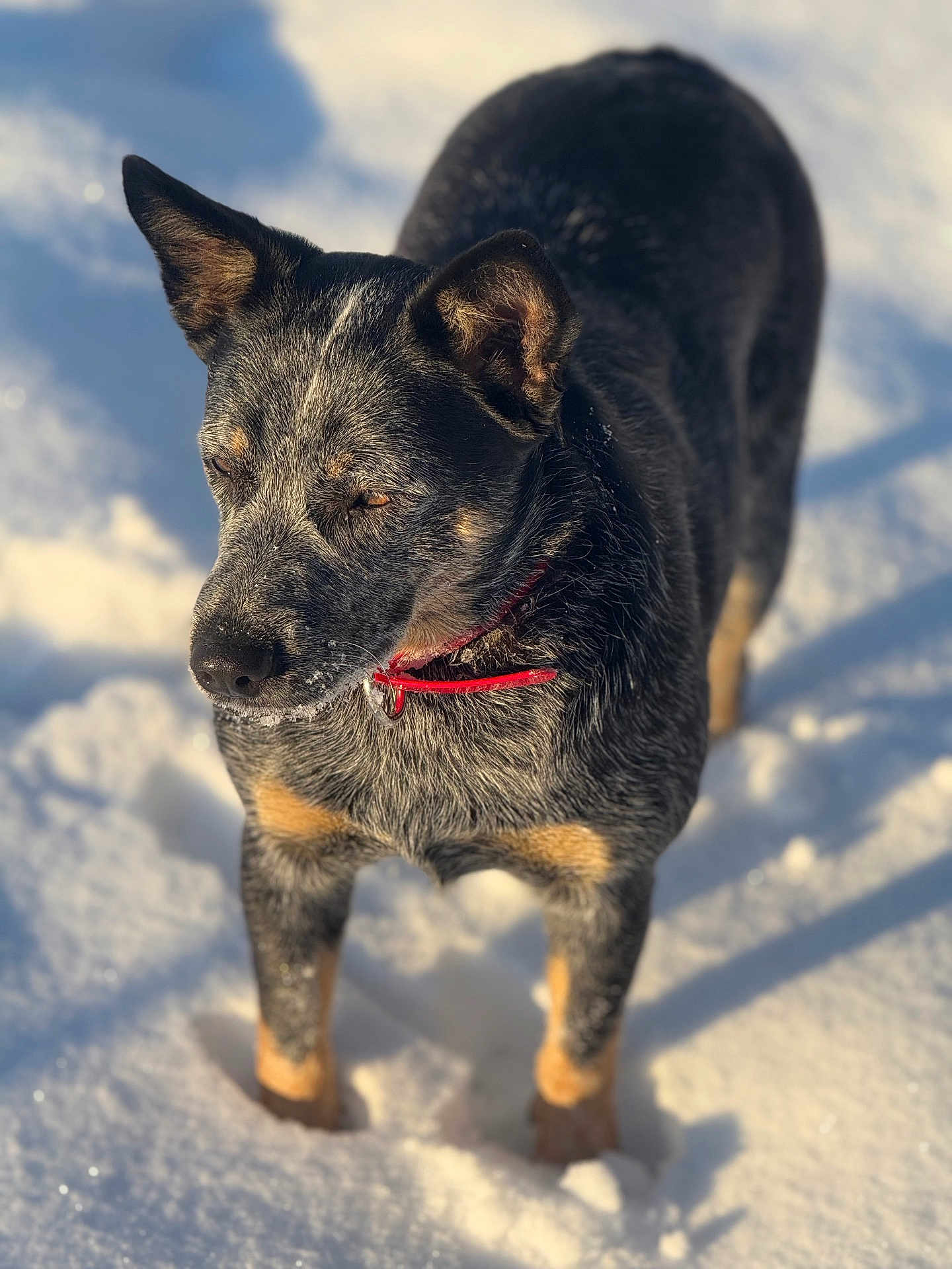 Nala