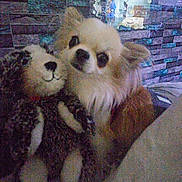 Captain Ron Rico is registered to the contest to win money with this photo: animal, blur, close_up, companion, cozy, cuddle, cute, dog, furry, grainy, indoor, low_light, pet, plush_toy, reflection, small_dog, soft_toy, stuffed_animal, texture, wall