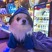 Captain Ron Rico is registered to the contest to win money with this photo: dog, hoodie, small_dog, indoor, bar, neon_lights, fridge, beverages, cute, pet, animal, clothing, portrait, white_fur, face, pink_blush, counter, curious, urban, lights
