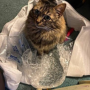 Felicia is registered to the contest to win money with this photo: cat, tabby, bubble_wrap, packaging, curious, fluffy, indoor, carpet, pet, animal, fur, whiskers, ears, eyes, looking_up, sitting, household, soft_lighting, close_up, domestic