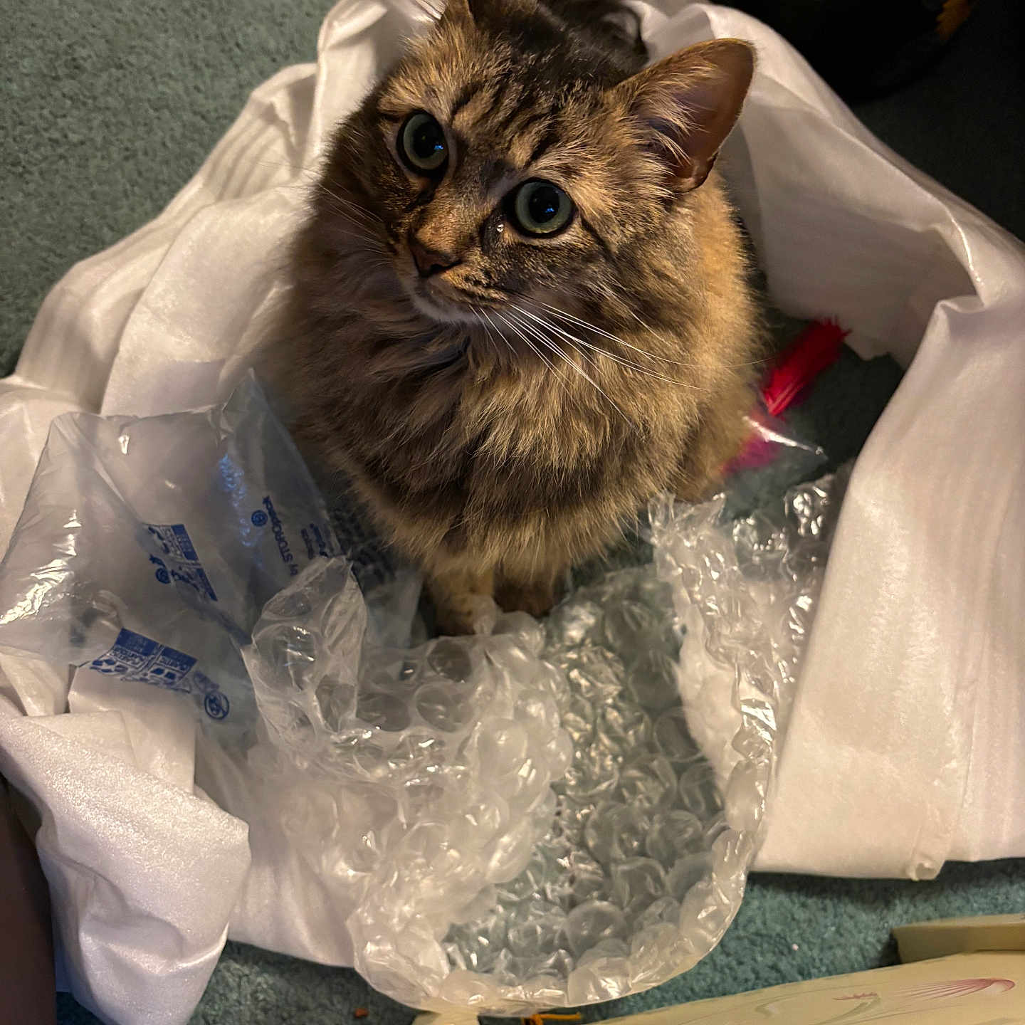 Felicia is registered to the contest to win money with this photo: cat, tabby, bubble_wrap, packaging, curious, fluffy, indoor, carpet, pet, animal, fur, whiskers, ears, eyes, looking_up, sitting, household, soft_lighting, close_up, domestic