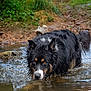 dog, water, creek, wet_fur, outdoor, nature, stream, animal, mammal, brown_eyes, black_fur, white_markings, grass, mud, forest, walking, reflection, daylight, shallow_water, canine