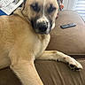 Kuma is registered to the contest to win money with this photo: dog, pet, canine, portrait, closeup, tan_fur, black_muzzle, white_markings, floppy_ears, brown_eyes, lying_down, couch, living_room, remote_control, game_controller, papers, blanket, window, indoor, funny