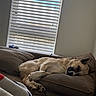 dog, sleeping, nap, couch, sofa, indoor, living_room, window, blinds, cushion, paws, short_hair, tan, black_and_white, relaxed, resting, cozy, home, blanket, photography