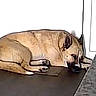 dog, sleeping, curled_up, indoors, doorway, mat, floor, home, resting, tan_dog, pet, animal, paws, ears, snout, shadow, furniture, room, quiet, nap