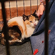 Abby participe au concours pour gagner de l'argent avec cette photo : cat, calico_cat, cage, person, hand, floor, blue_clothing, orange_leaf, indoor, pet, animal, fur, snuggling, sitting, looking, closeup, domestic, resting, cozy, warm