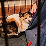 cat, calico_cat, cage, person, hand, floor, blue_clothing, orange_leaf, indoor, pet, animal, fur, snuggling, sitting, looking, closeup, domestic, resting, cozy, warm