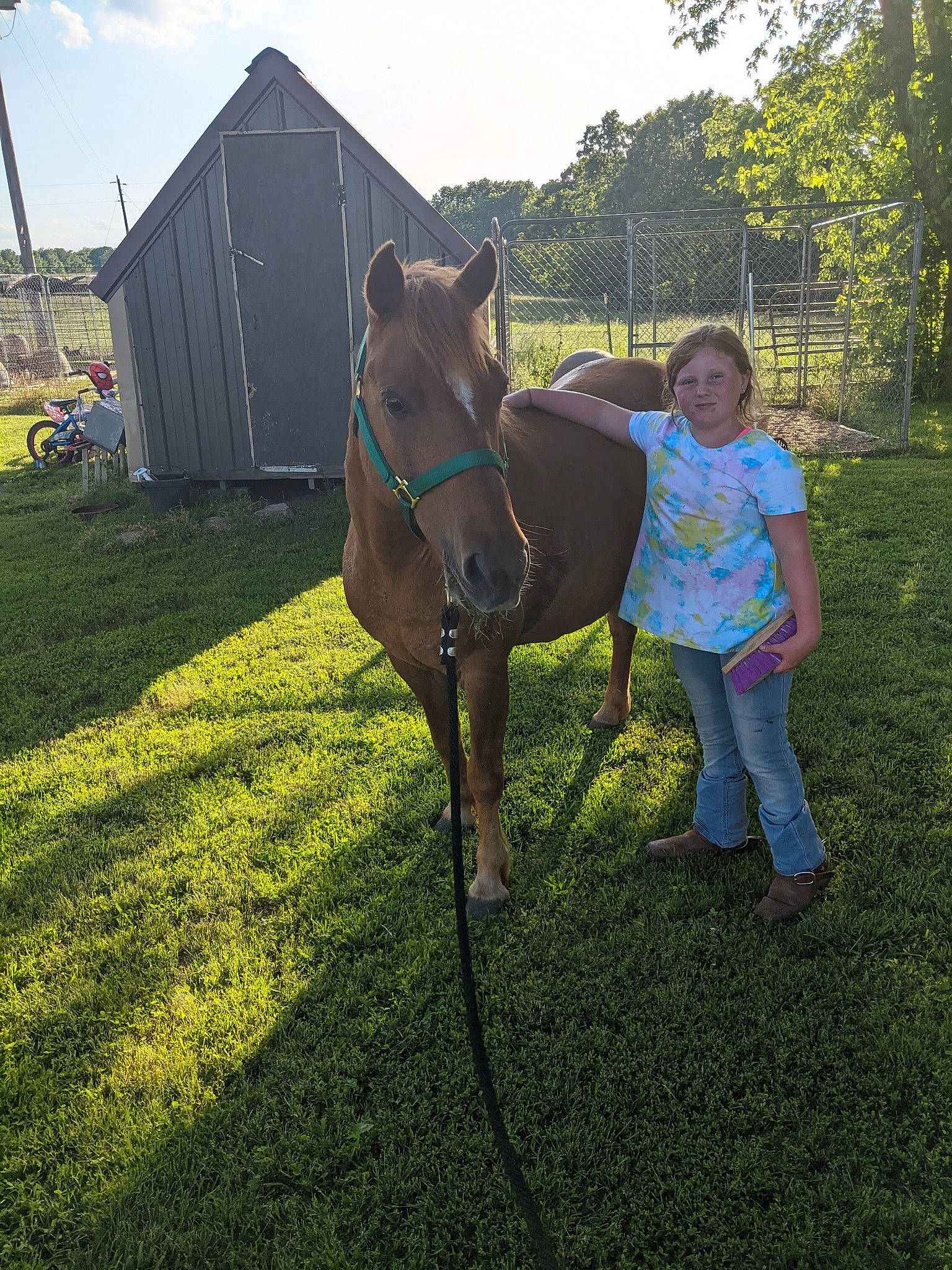 Jayla is registered to the contest to win money with this photo: bridle, dog_breed, fawn, grass, grassland, halter, horse, horse_supplies, horse_tack, joy, landscape, livestock, mane, mare, pack_animal, person, plant, rein, sky, snout