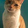 animal, cat, close_up, curious, cute, domestic_cat, ears, face, feline, fur, indoor, looking, orange_cat, pet, portrait, sitting, soft_light, teal_background, whiskers, white_cat
