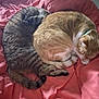 animal, blanket, cat, cozy, curled_up, cute, domestic_cat, feline, fur, indoor, nap, orange_cat, pet, pink, relaxation, resting, sleeping, soft, tabby_cat, two_cats