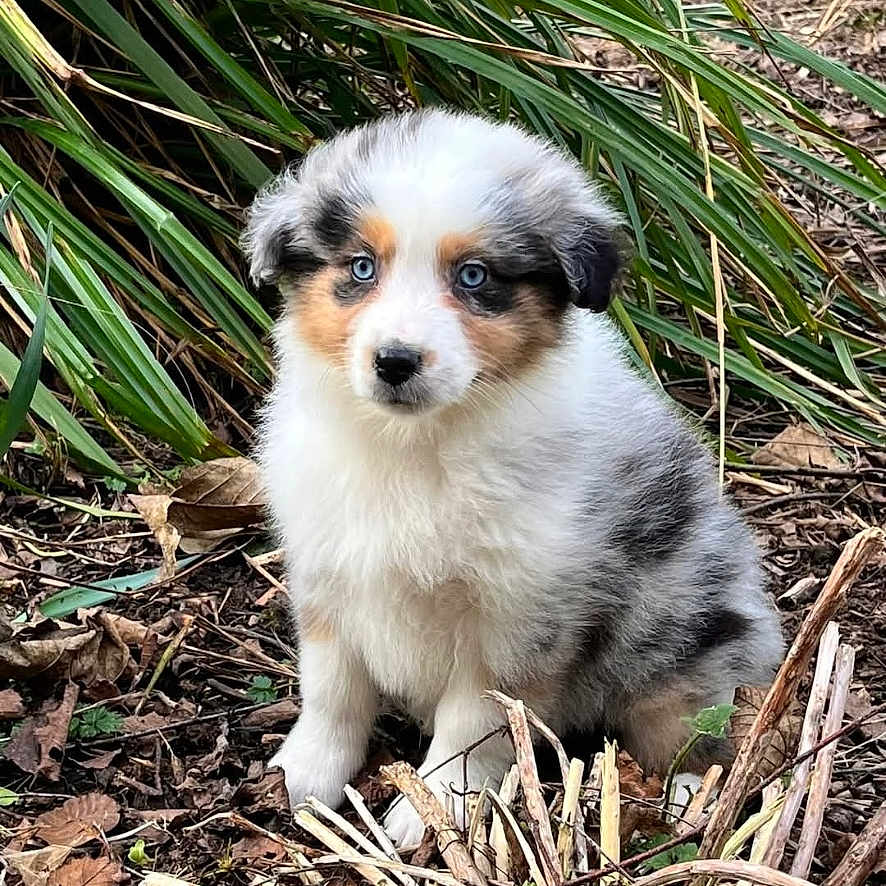 Vaya a rejoint le concours — aidez-le/la à gagner de superbes lots ! animal, australian_shepherd, black, blue_eyes, brown, curious, cute, dog, eyes, fluffy, fur, greenery, leaves, nature, outdoor, pet, puppy, sitting, white, young