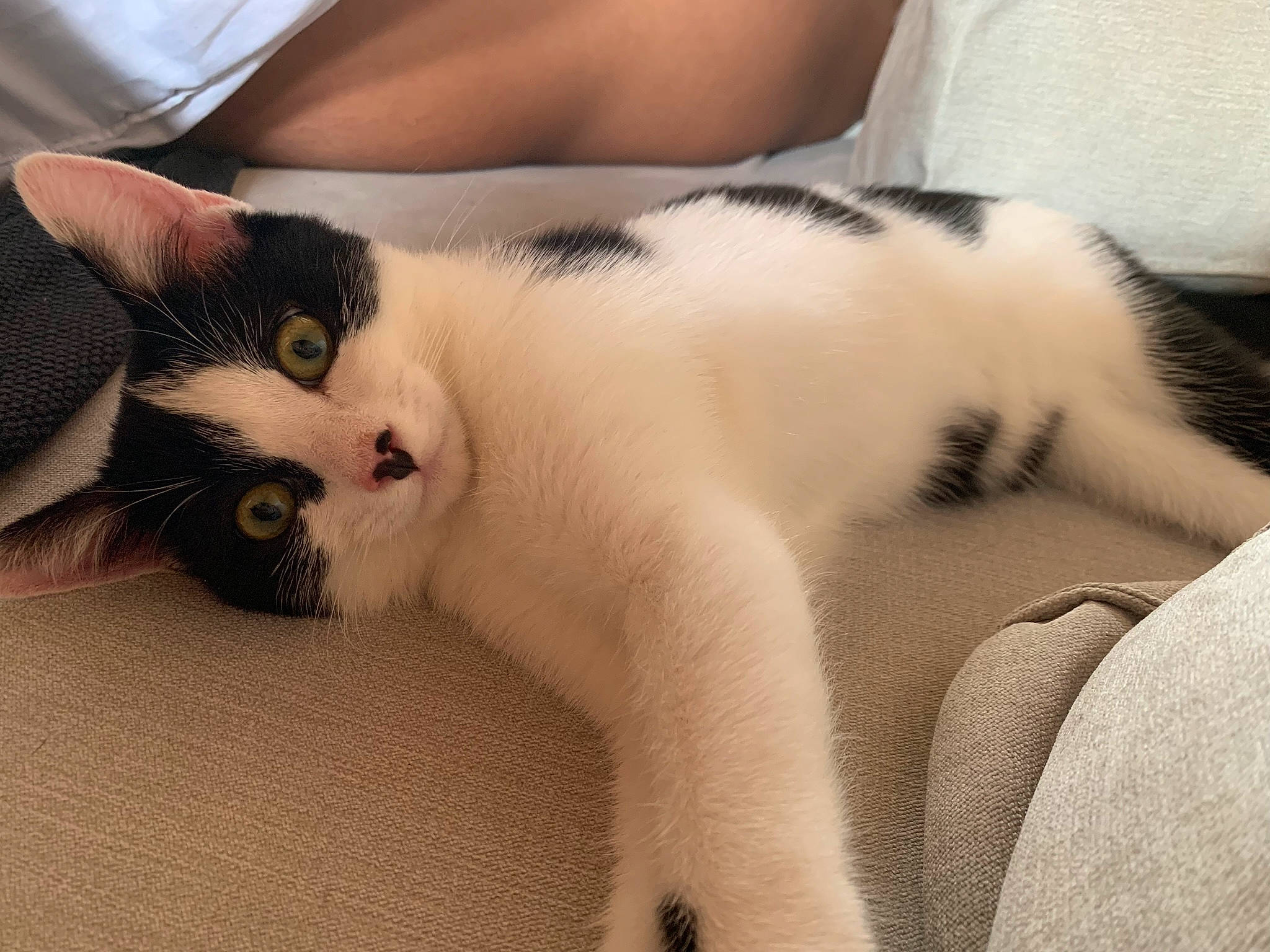 Jul participe au concours pour gagner de l'argent avec cette photo : arm, carnivore, cat, ear, eye, felidae, foot, fur, hand, kitten, leg, nap, nose, paw, polydactyl_cat, skin, sleep, small_to_medium_sized_cats, tail, whiskers