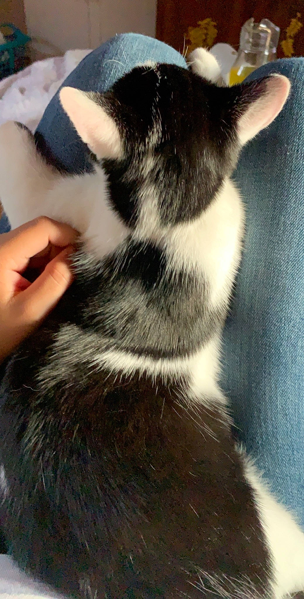 Jul participe au concours pour gagner de l'argent avec cette photo : black_and_white, carnivore, cat, ear, felidae, fur, kitten, siberian_husky, small_to_medium_sized_cats, snout, tail, whiskers