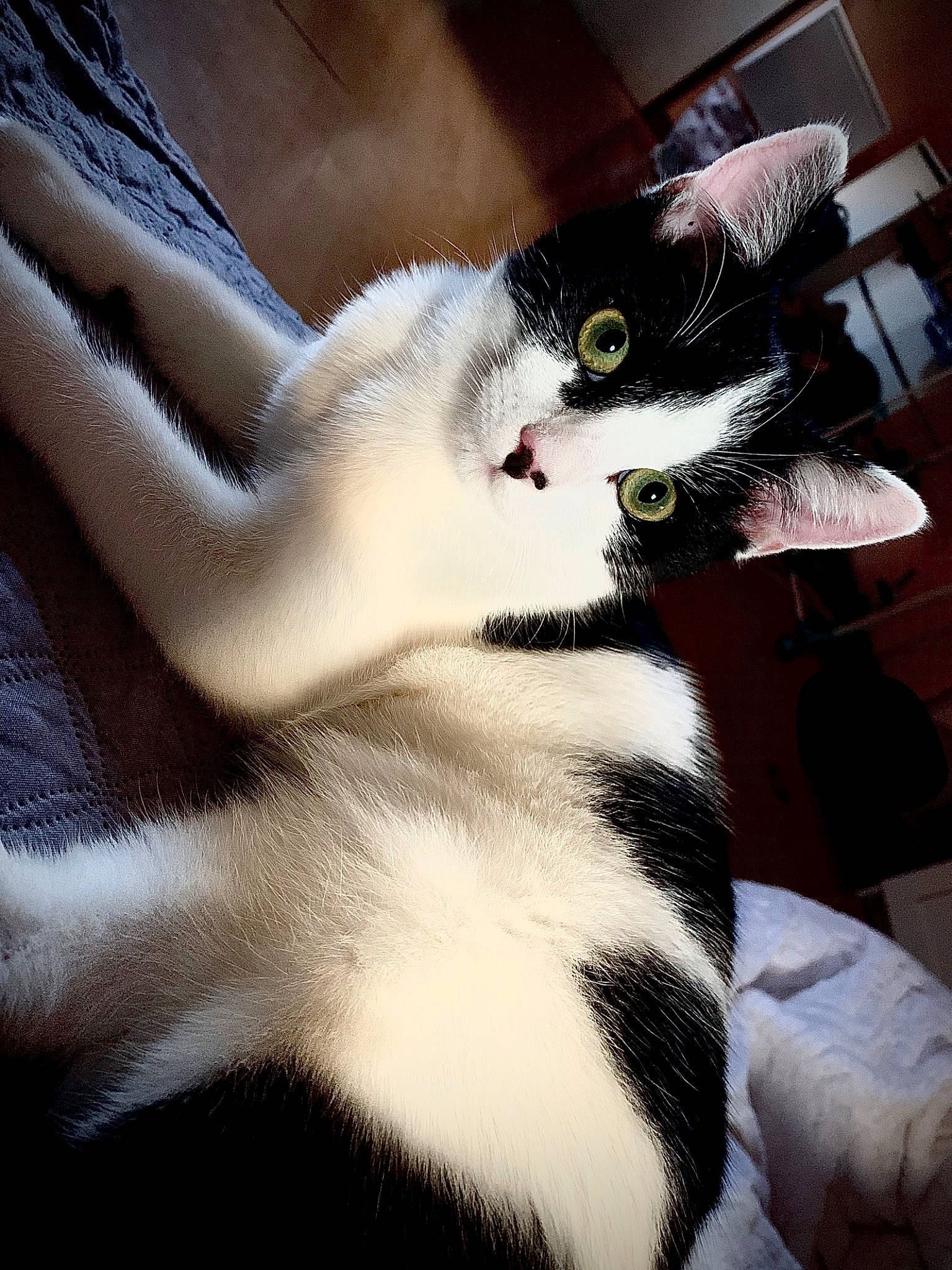 Jul participe au concours pour gagner de l'argent avec cette photo : black_and_white, carnivore, cat, claw, ear, eye, felidae, fur, hand, kitten, leg, paw, polydactyl_cat, small_to_medium_sized_cats, tail, whiskers