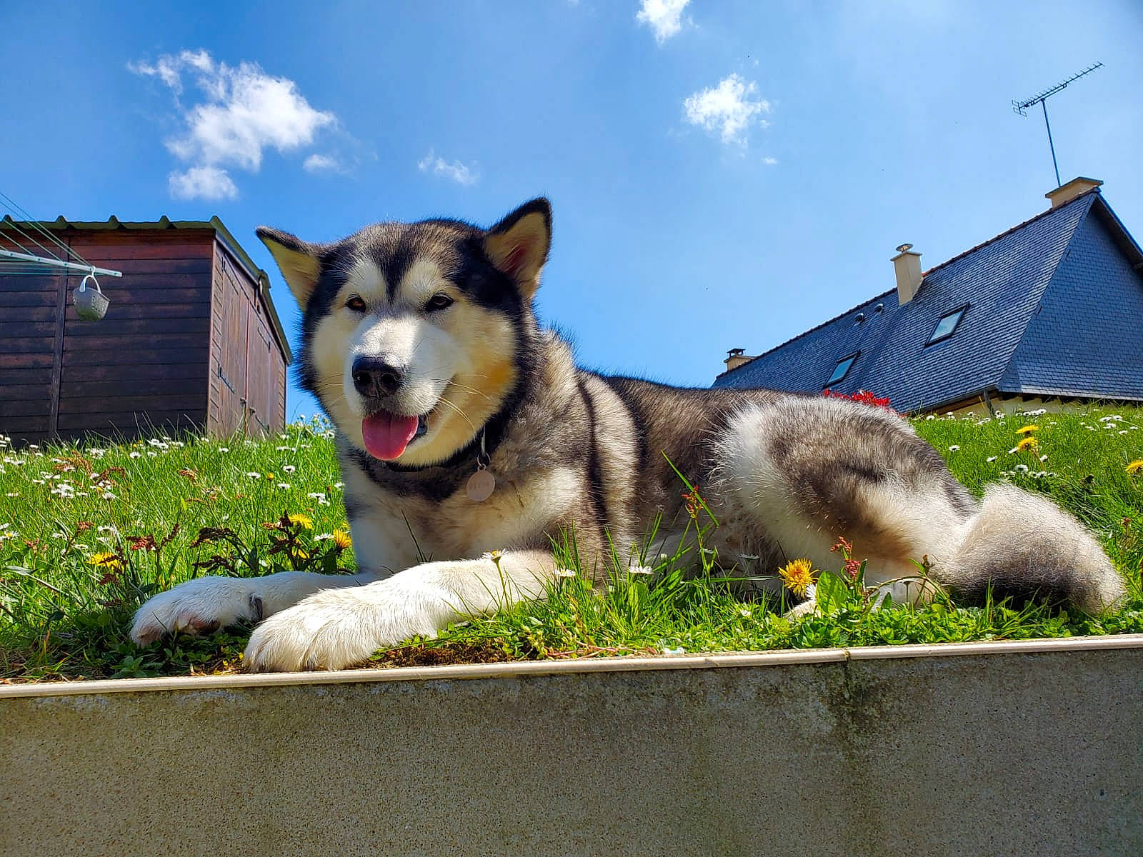Bella a rejoint le concours — aidez-le/la à gagner de superbes lots ! ancient_dog_breeds, canidae, carnivore, cloud, collar, companion_dog, dog, dog_breed, foot, grass, plant, siberian_husky, sky, sled_dog, snout, sporting_group, tree, working_dog