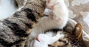 Chacha a rejoint le concours — aidez-le/la à gagner de superbes lots ! cat, tabby, sleeping, cozy, paws, blanket, close_up, fur, whiskers, nose, relaxed, indoor, resting, cute, pet, animal, feline, patterned, soft_light, pink_paw_pads