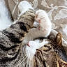 cat, tabby, sleeping, cozy, paws, blanket, close_up, fur, whiskers, nose, relaxed, indoor, resting, cute, pet, animal, feline, patterned, soft_light, pink_paw_pads