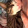 Chacha participe au concours pour gagner de l'argent avec cette photo : cat, sleeping, cozy, blanket, soft, fur, pet, indoor, resting, closeup, cute, tabby, whiskers, pink_nose, comfort, relaxed, animal, mammal, feline, warm