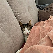 Chacha participe au concours pour gagner de l'argent avec cette photo : cat, couch, blanket, cozy, nap, sleeping, fur, pet, indoor, soft, pink, comfort, relaxation, home, feline, resting, cushion, warm, animal, domestic