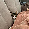 cat, couch, blanket, cozy, nap, sleeping, fur, pet, indoor, soft, pink, comfort, relaxation, home, feline, resting, cushion, warm, animal, domestic