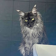 Utopia participe au concours pour gagner de l'argent avec cette photo : animal, bathroom, cat, closeup, curious, domestic, ears, feline, fur, furry, indoor, long_hair, looking, pet, portrait, sink, sitting, tile_wall, whiskers, yellow_eyes