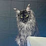 animal, bathroom, cat, closeup, curious, domestic, ears, feline, fur, furry, indoor, long_hair, looking, pet, portrait, sink, sitting, tile_wall, whiskers, yellow_eyes
