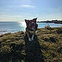 dog, grass, ocean, water, sky, sun, shadow, cliff, nature, outdoor, landscape, canine, sunlight, happy, pet, coast, blue_sky, animal, daytime, serene