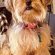 Sasha is registered to the contest to win money with this photo: dog, small_dog, fluffy, long_hair, shaggy, tan_fur, white_fur, portrait, sitting, indoors, pet, collar, red_collar, tag, brown_eyes, black_nose, front_view, wooden_surface, cozy, companion_animal