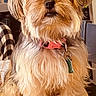 dog, small_dog, fluffy, long_hair, shaggy, tan_fur, white_fur, portrait, sitting, indoors, pet, collar, red_collar, tag, brown_eyes, black_nose, front_view, wooden_surface, cozy, companion_animal
