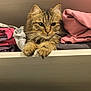 cat, tabby_cat, pet, shelf, closet, clothes, hanger, paws, whiskers, fur, portrait, indoor, cozy, peeking, brown_tabby, pink_cloth, wooden_shelf, curious, green_hanger, stacked_fabric