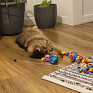 Alita a rejoint le concours — aidez-le/la à gagner de superbes lots ! cat, tabby_cat, feline, playing, cat_toy, toy_wand, sparkly_ball, rainbow_toy, wood_floor, rug, potted_plant, plant_pot, indoor, living_room, home, pet, motion_blur, cozy, playful, flooring