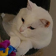 Gaïa a rejoint le concours — aidez-le/la à gagner de superbes lots ! cat, white_cat, feline, pet, close_up, portrait, paws, ears, whiskers, toy, colorful_toy, scratching_post, indoor, domestic, fur, relaxed, sleepy, gaze, close_shot, household