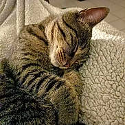 Gribouille participe au concours pour gagner de l'argent avec cette photo : cat, tabby, sleeping, nap, pet, fur, whiskers, paw, blanket, cozy, close_up, indoor, striped, ear, muzzle, texture, bedding, relaxed, home, soft