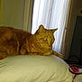 cat, ginger_cat, orange_cat, tabby, pet, feline, indoor, pillow, curtain, window, bedding, resting, whiskers, fur, ears, yellow_eyes, cozy, domestic_animal, portrait, home