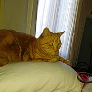 Bisou a rejoint le concours — aidez-le/la à gagner de superbes lots ! cat, ginger_cat, orange_cat, tabby, pet, feline, indoor, pillow, curtain, window, bedding, resting, whiskers, fur, ears, yellow_eyes, cozy, domestic_animal, portrait, home