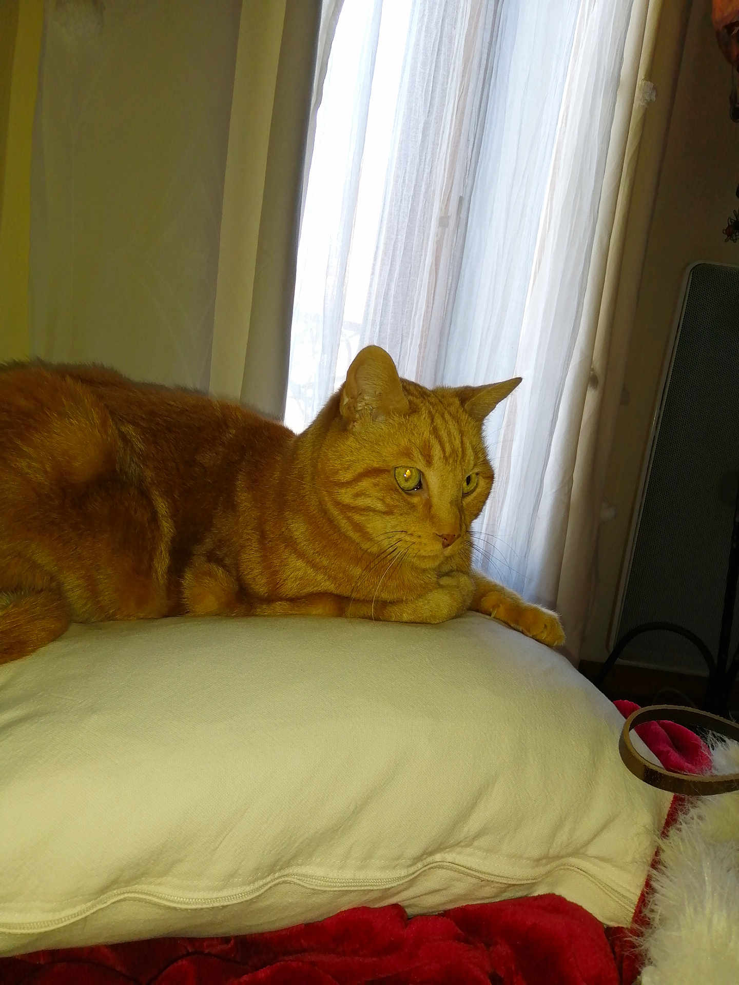 Bisou a rejoint le concours — aidez-le/la à gagner de superbes lots ! cat, ginger_cat, orange_cat, tabby, pet, feline, indoor, pillow, curtain, window, bedding, resting, whiskers, fur, ears, yellow_eyes, cozy, domestic_animal, portrait, home
