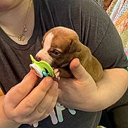 Rocky joined the competition — help win amazing prizes! puppy, dog, baby_pacifier, hand, person, indoor, blanket, couch, shirt, brown_puppy, cute, small_dog, pet, close_up, holding, nibble, cozy, casual, furniture, domestic