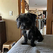 Half Pint is registered to the contest to win money with this photo: animal, black_dog, bowl, carpet, clock, cozy, curious, dog, doorway, furniture, home, indoor, light_switch, mirror, pet, small_dog, stool, table, wall, white_patch