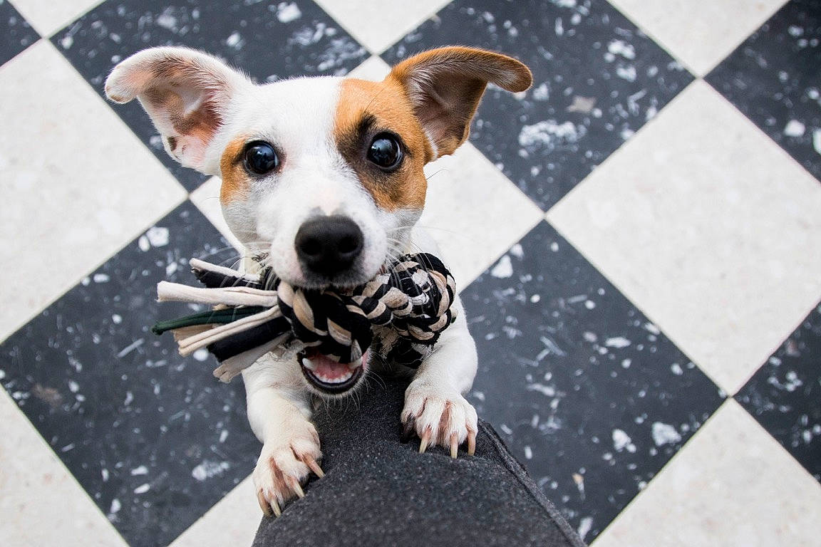 Naya participe au concours pour gagner de l'argent avec cette photo : canidae, carnivore, companion_dog, dog, dog_breed, fawn, feist, jack_russell_terrier, mammal, parson_russell_terrier, potcake_dog, russell_terrier, snout, street_dog