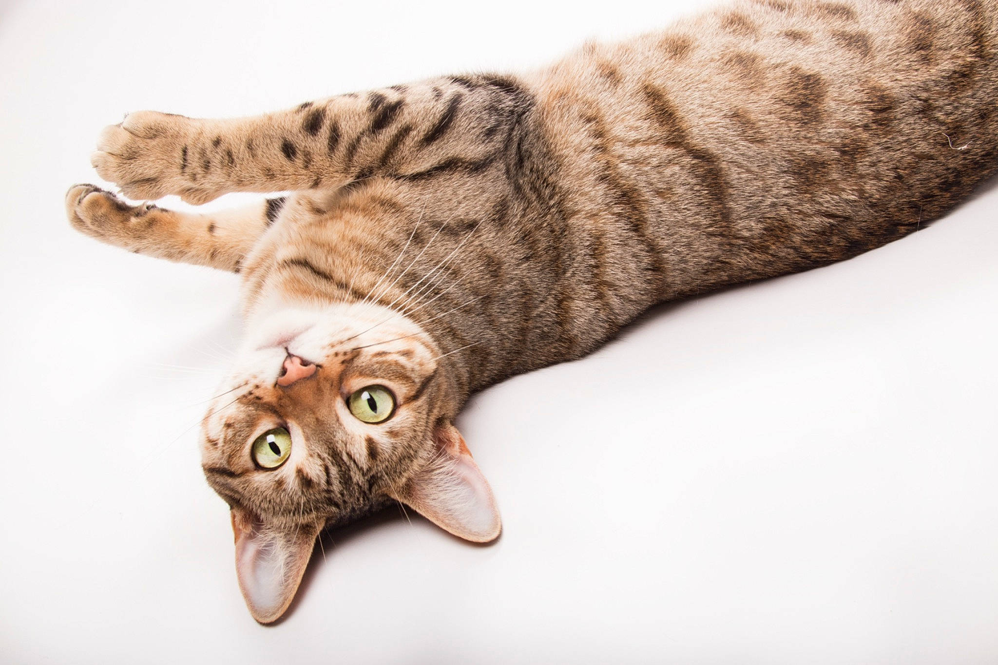 Kina a rejoint le concours — aidez-le/la à gagner de superbes lots ! asian, australian_mist, bengal, carnivore, cat, claw, domestic_short_haired_cat, dragon_li, egyptian_mau, european_shorthair, felidae, fur, kitten, mammal, ocicat, small_to_medium_sized_cats, tabby_cat, toyger, whiskers
