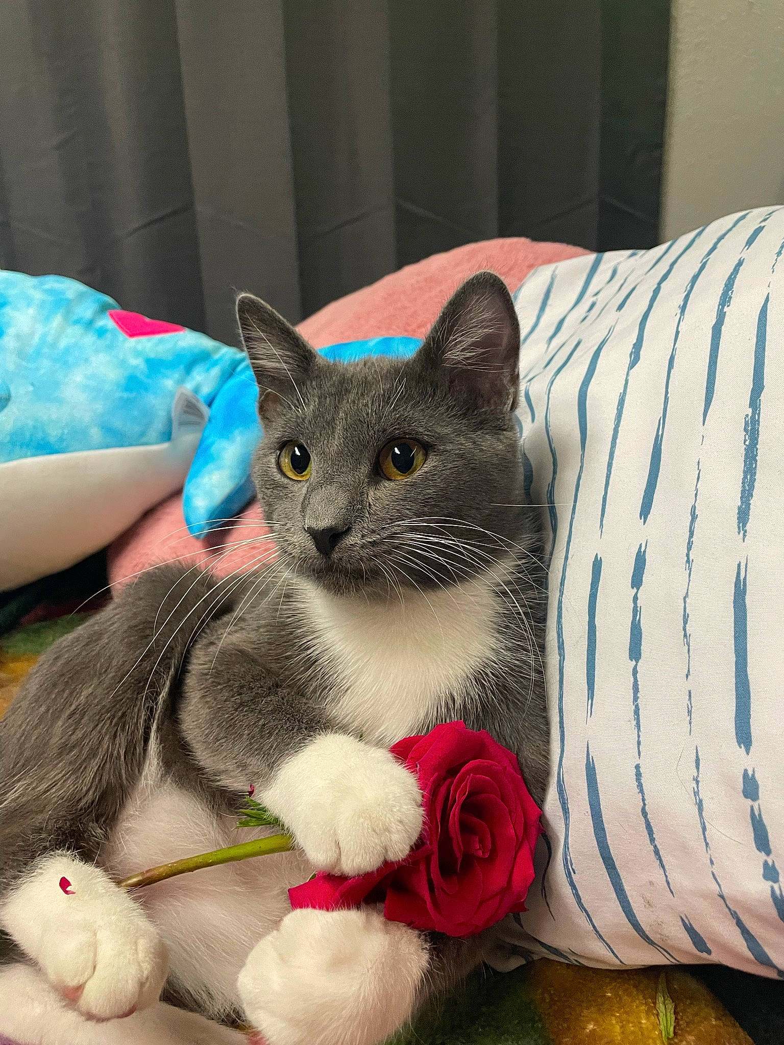 Sterling is registered to the contest to win money with this photo: carnivore, cat, cat_supply, collar, comfort, domestic_short_haired_cat, fashion_accessory, fawn, felidae, fur, grey, linens, pattern, paw, photo_caption, puzzle, small_to_medium_sized_cats, snout, tail, whiskers